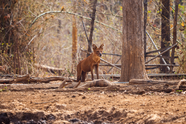 Image of Nawegaon-Nagriza tiger reserve 