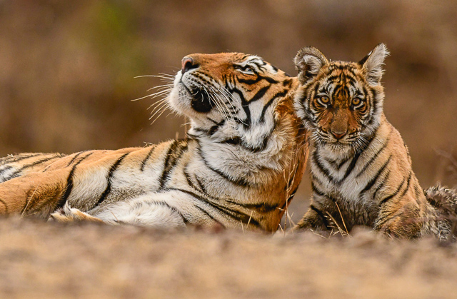 Image of Sahyadri Tiger Reserve  